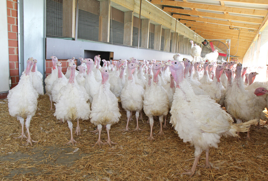 Mit der Abwanderung der Nutztierhaltung in andere L�nder wird das Wohl der Tiere nicht gef�rdert.