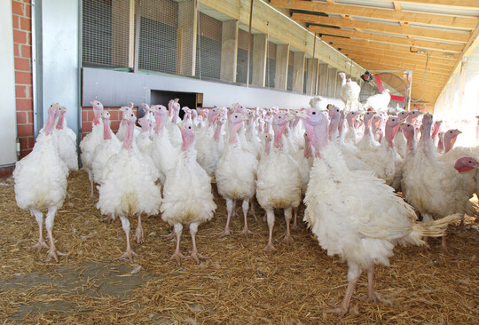 Die Freie Universität Berlin und die Veterinärmedizinische Universität Wien sucht Putenbetriebe, die an einer Studie teilnehmen möchten.