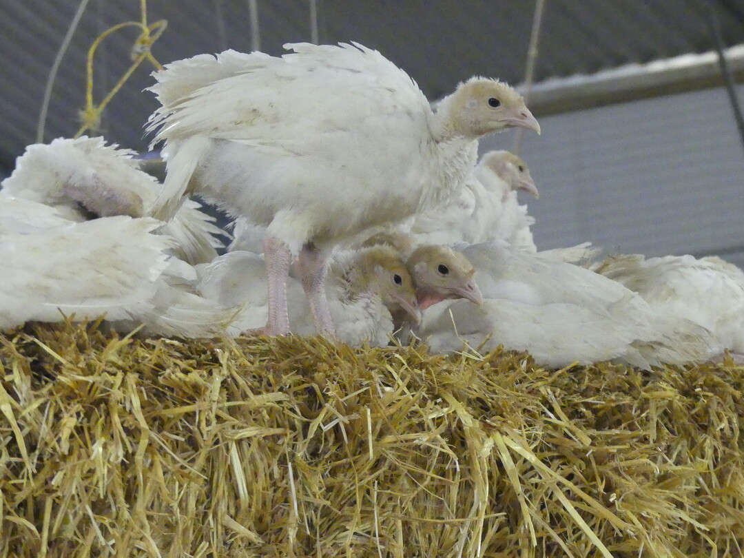 Wie kann die Haltung von Puten mit intakten Schn�beln gelingen? Dieser Frage wurde im Modell- und Demonstrationsvorhaben (MuD) #Pute@Praxis nachgegangen.