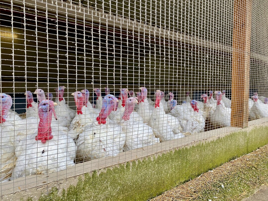   Die Puten des Gutes Laibach bei D�rzbach im sch�nen Jagsttal leben unter anderem in einem Wintergarten im Tierwohl-Standard.&nbsp;