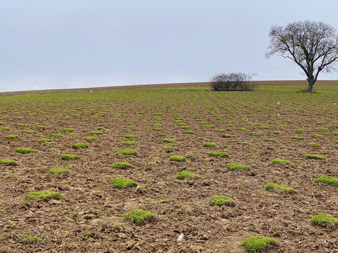   Die kultivierte und mehrj�hrige gelbe Scharfgarbe des Gutes Laibach bei D�rzbach im sch�nen Jagsttal wartet noch auf die w�rmeren Temperaturen. 