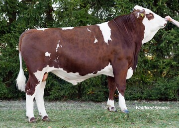 Radetzky ist ein Ragos-Sohn aus der Zucht von Stefan Weiss in Schönwald, der im Januar für den Testeinsatz ausgewählt wurde. Er trägt zur Stabilisierung der R-Linie bei und sein Sperma wird auch weiblich gesext angeboten.