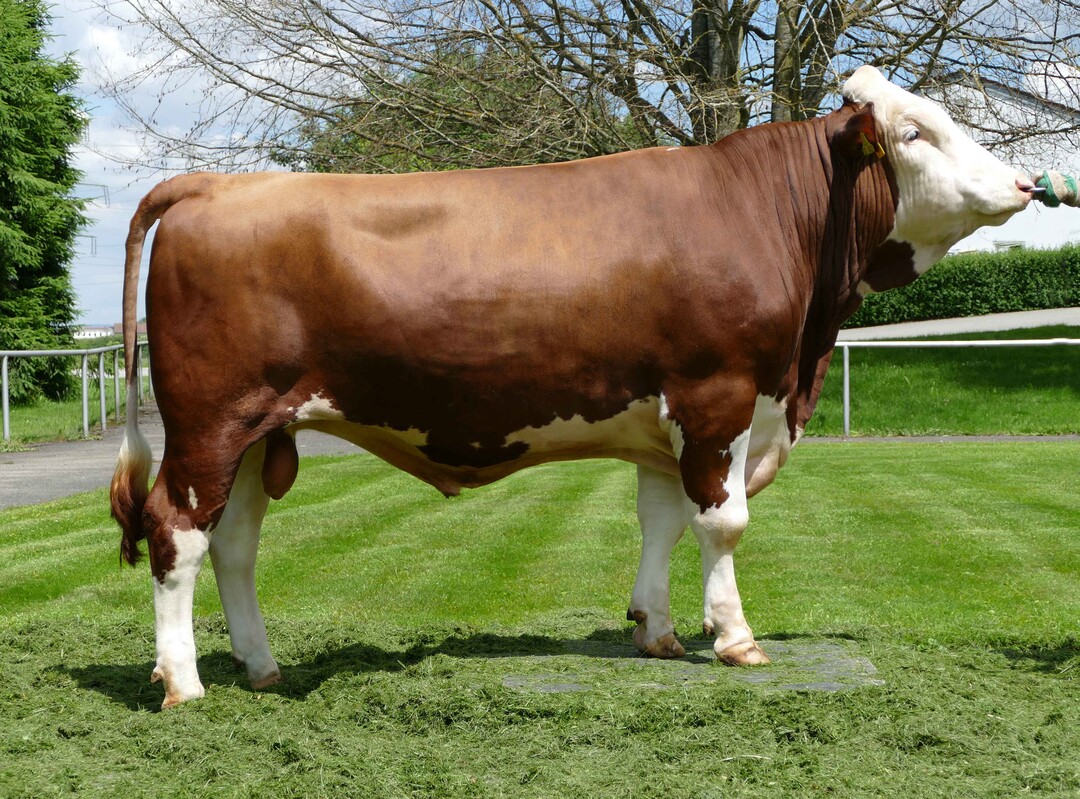 Radgipa, ein Radraul-Sohn aus einer Gipada-Mutter, steigt mit einem GZW von 112 und einem MW von 111 neu auf der Liste ein.