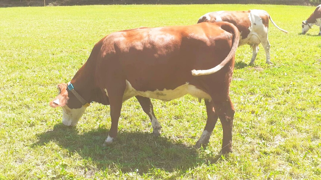 Auf dem Bild zu sehen ist eine typische Radgipa-Tochter von der Stallgemeinschaft Büchern UG & Co KG in Mühlenbach.