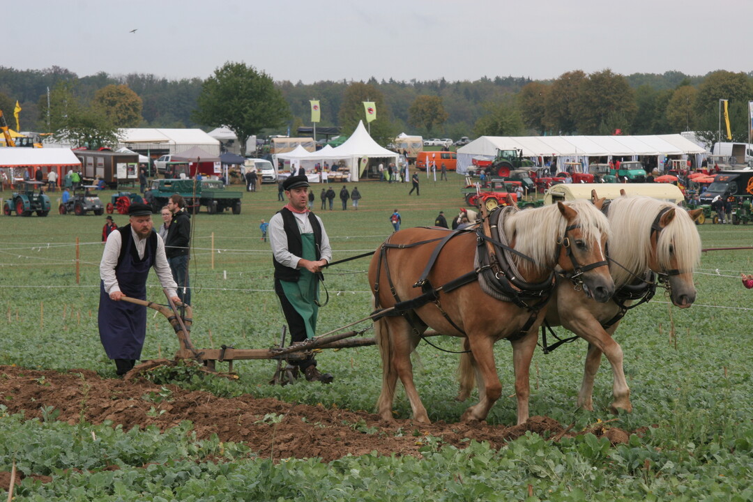 Am Samstag konnten die Besucher die Teilnehmer der Landesmeisterschaft Gespannpfl�gen bei ihren Trainingspfl�gen beobachten: Pfl�ger Sebastian Rampp und Fuhrmann Florian Wagner aus R�bgarten mit ihren Haflingern.