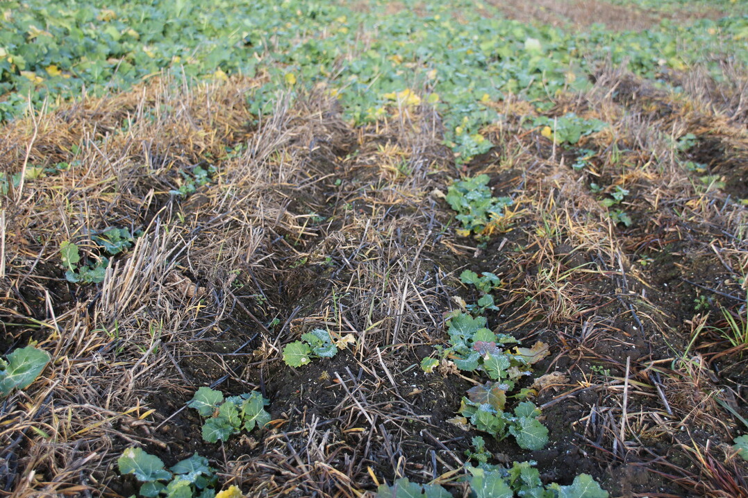 Die konservierende Bodenbearbeitung schnitt in kontinentalen, trockenen und gemäßigten Regionen besser ab als in tropischen.