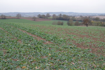 Junge Winterrapspflanzen