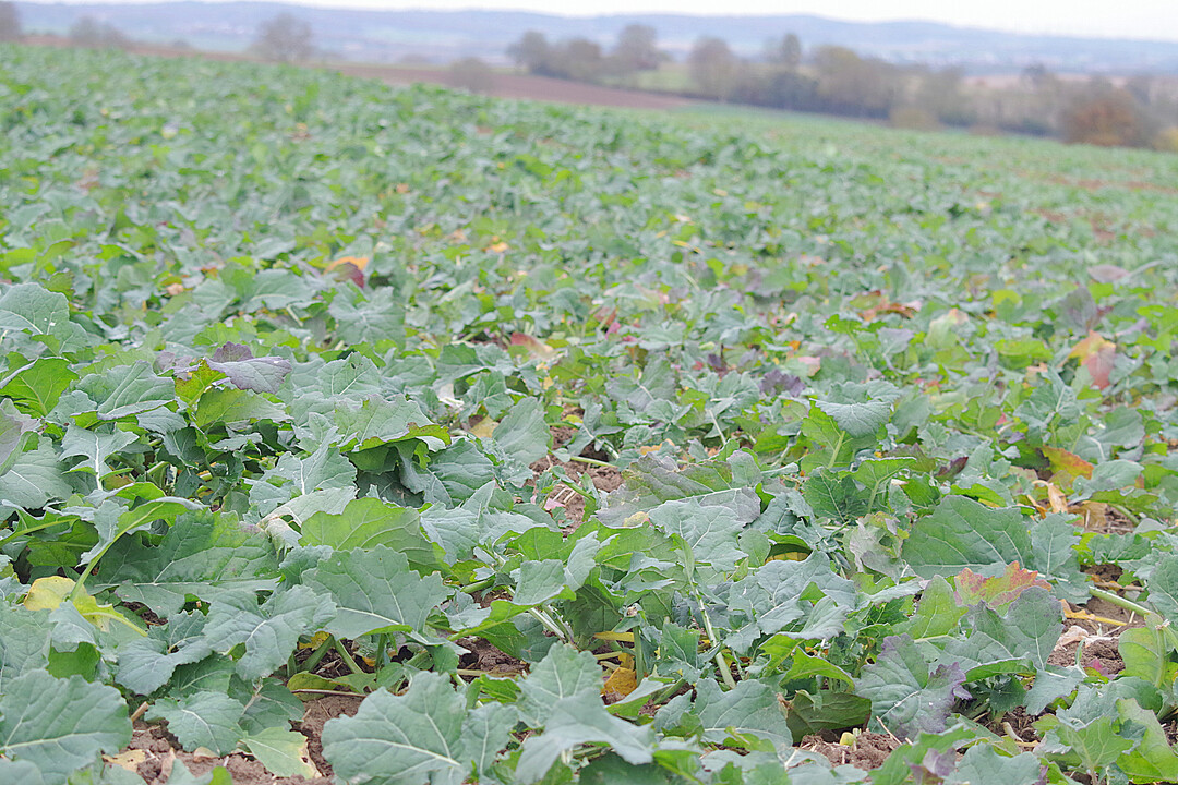 Dieser Rapsbestand hat sich im Herbst gut entwickelt und kann in den Winter gehen.