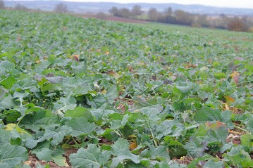 Winterraps im Fr�hjahr mit Fungiziden zu behandeln, ist nur in bestimmten F�llen sinnvoll.