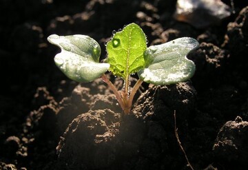Kleine Rapspflanzen gilt es vor Schnecken und Sch�dlingen zu sch�tzen.