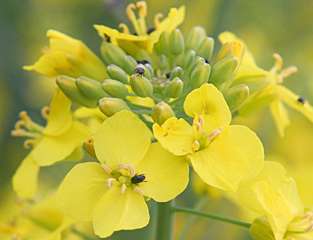 Kontrollieren Sie die Best�nde auf Rapsglanzk�fer, sobald sich die Knospen ausbilden!