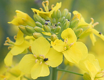Kontrollieren Sie die Best�nde auf Rapsglanzk�fer, sobald sich die Knospen ausbilden!