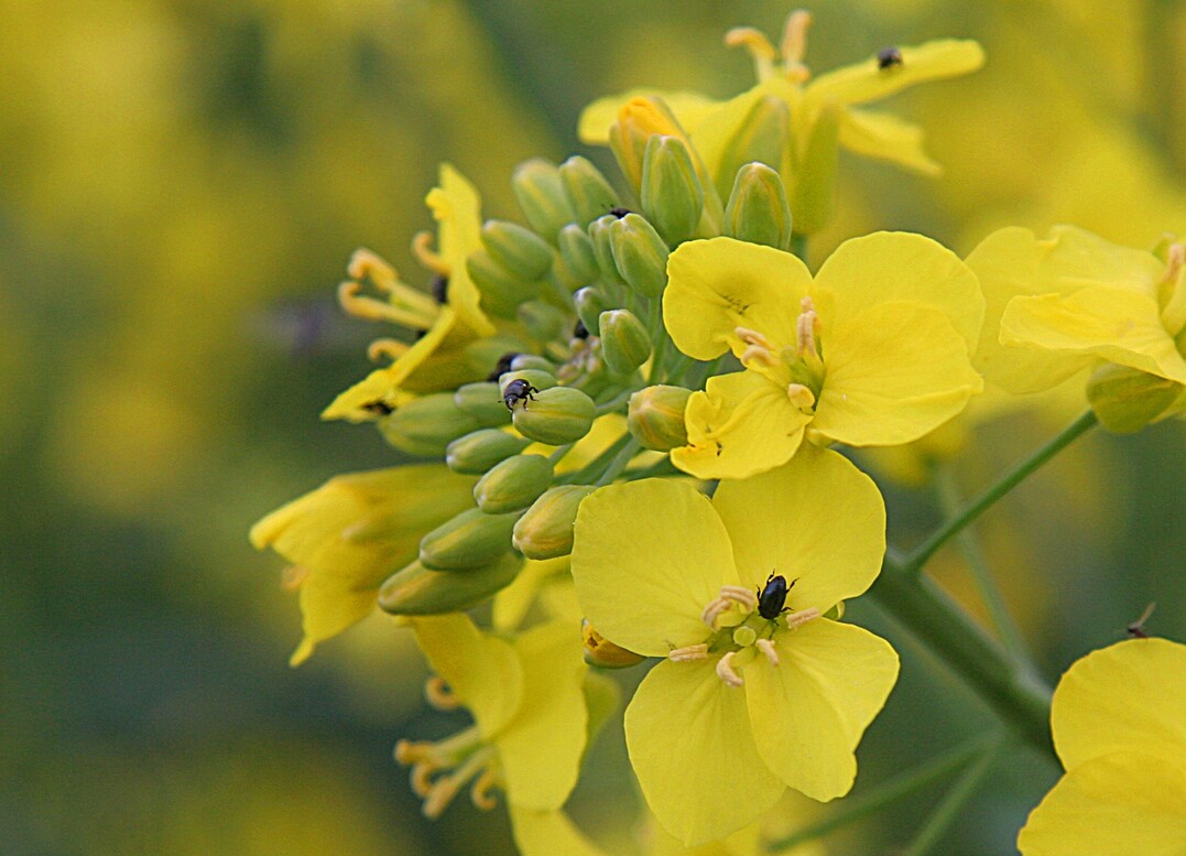 Rapsglanzk�fer k�nnen in Raps zeitgleich mit dem St�ngelr�ssler auftreten.