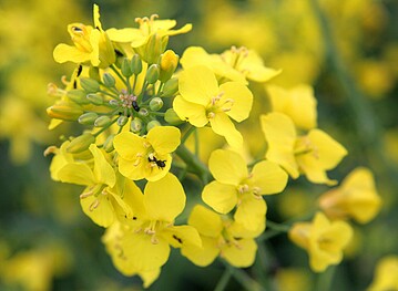 Rapsblüte