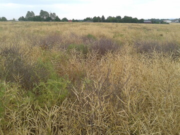 Bei der Bekämpfung von Unkraut im Raps (hier: Rauke) muss man Einiges beachten.
