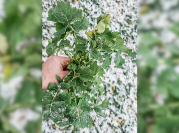 Aufgrund seines zeitigen Vegetationsbeginns, ben�tigt Winterraps schon fr�h eine gesicherte N-Versorgung.