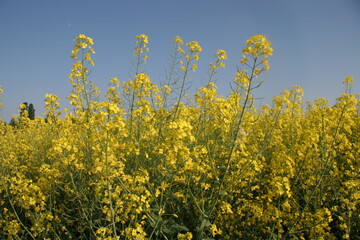 Rapsbl�ten vor blauem Himmel.