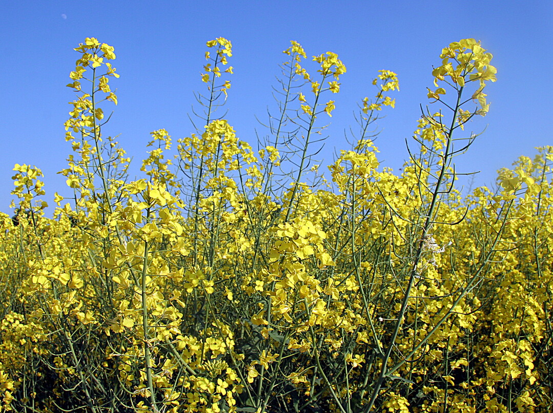 Das Bundesamt f�r Verbraucherschutz und Lebensmittelsicherheit hat eine Notfallzulassung f�r Vibrance OSR gegen Auflaufkrankheiten in Winterraps erteilt.