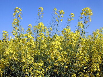 Das Bundesamt f�r Verbraucherschutz und Lebensmittelsicherheit hat eine Notfallzulassung f�r Vibrance OSR gegen Auflaufkrankheiten in Winterraps erteilt.