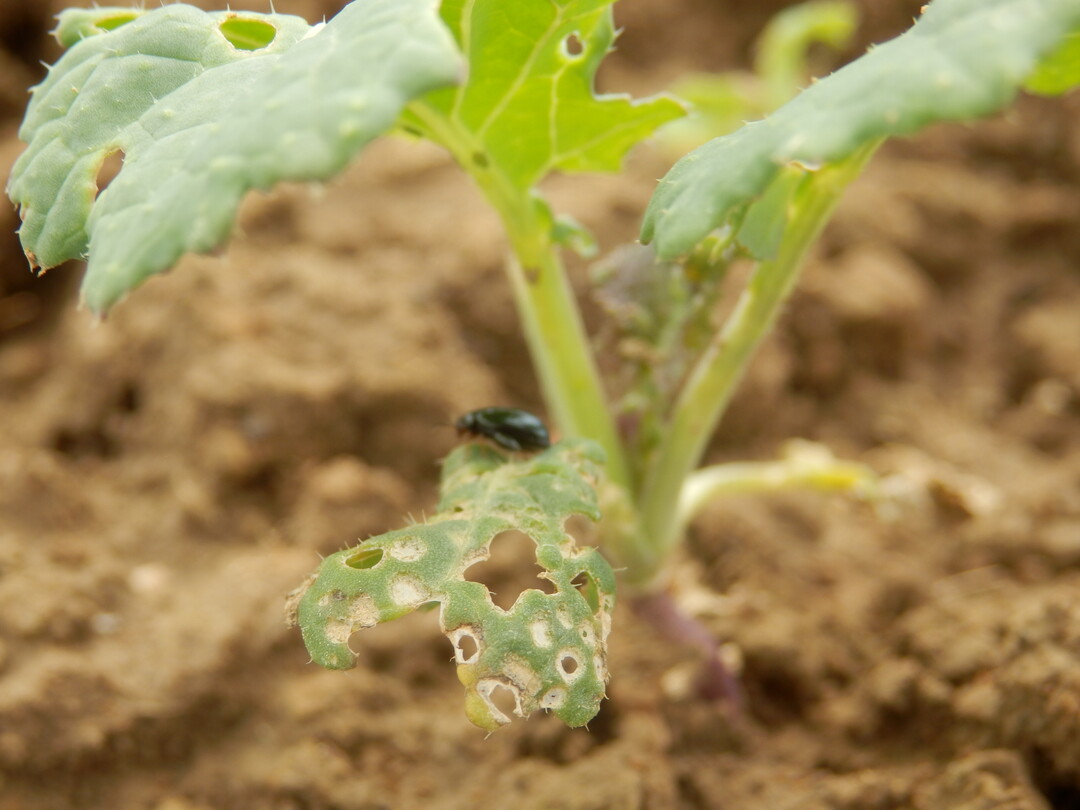 Lochfra� durch den Rapserdfloh.