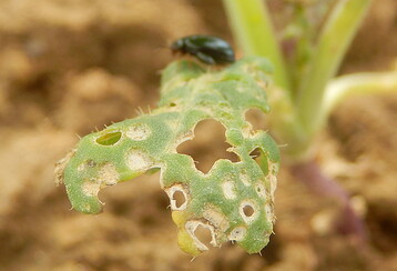 2018 haben Rapserdfl�he �rtlich die Bl�tter siebartig durchl�chert und ganze Best�nde vernichtet.