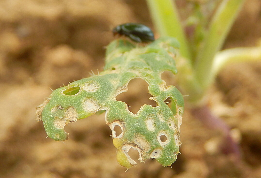 Hier hat der Rapserdfloh zugeschlagen.
