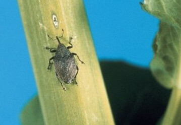 Rapsst�ngelr�ssler