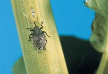Mit dem Zuflug des Gro�en Rapsst�ngelr�sslers muss man rechnen, sobald der obere Boden f�nf bie sieben Grad warm wird. In Gelbschalen l�sst sich der Zuflug beurteilen.