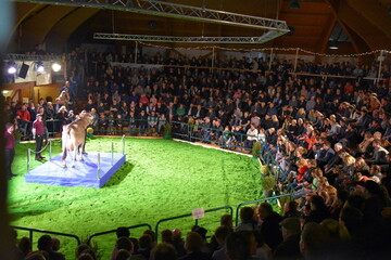 Stimmungsvolle Auktionsatmosph�re mit tollen Bieterduellen