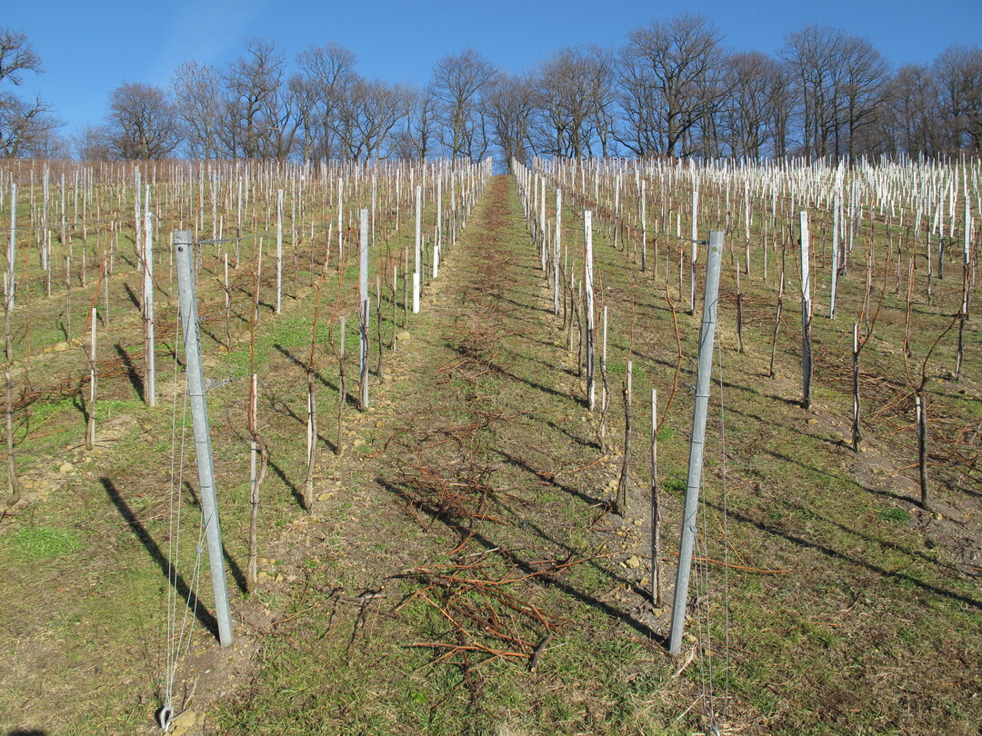 Die Schnittholzmenge in dieser Anlage l�sst auf ein recht ausgewogenes Wuchsverhalten schlie�en. Eine �berforderung von j�ngeren Anlagen sollte unbedingt vermieden werden.  