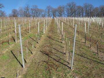 Die Schnittholzmenge in dieser Anlage l�sst auf ein recht ausgewogenes Wuchsverhalten schlie�en. Eine �berforderung von j�ngeren Anlagen sollte unbedingt vermieden werden. 