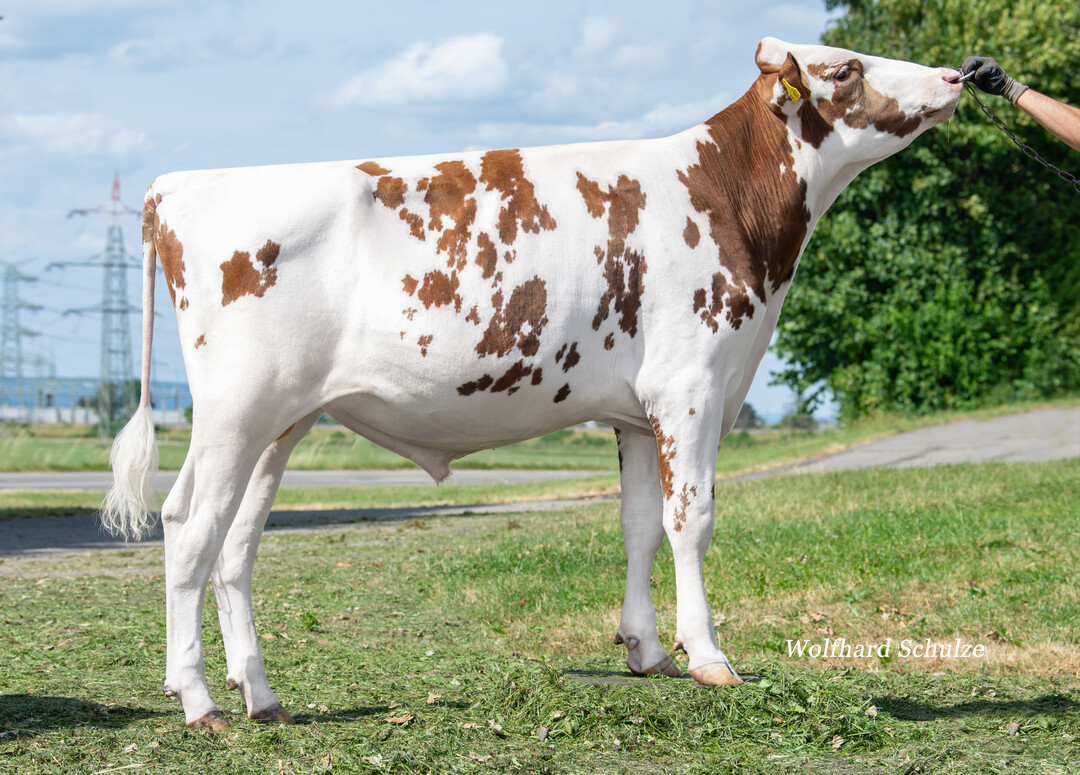 Redford, ein Ranger-Sohn, ist der zweitbeste Red Holstein-Bulle in Deutschland.