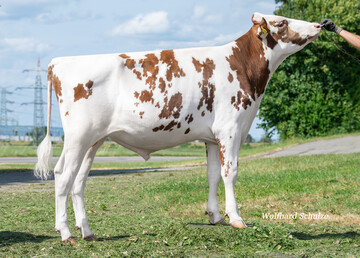 Redford, ein Ranger-Sohn, ist der zweitbeste Red Holstein-Bulle in Deutschland.