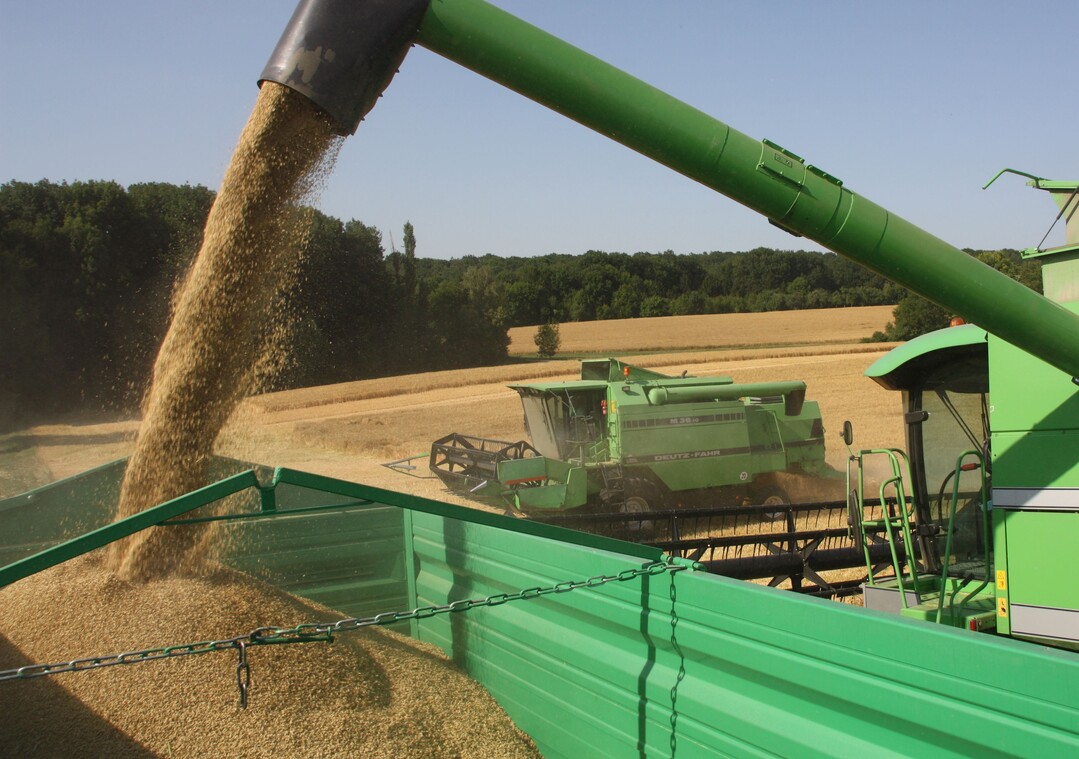 In der Tendenz bringen intensiv gef�hrte Getreidebest�nde in dieser Ernte die h�heren Ertr�ge und die ges�ndere Ware.