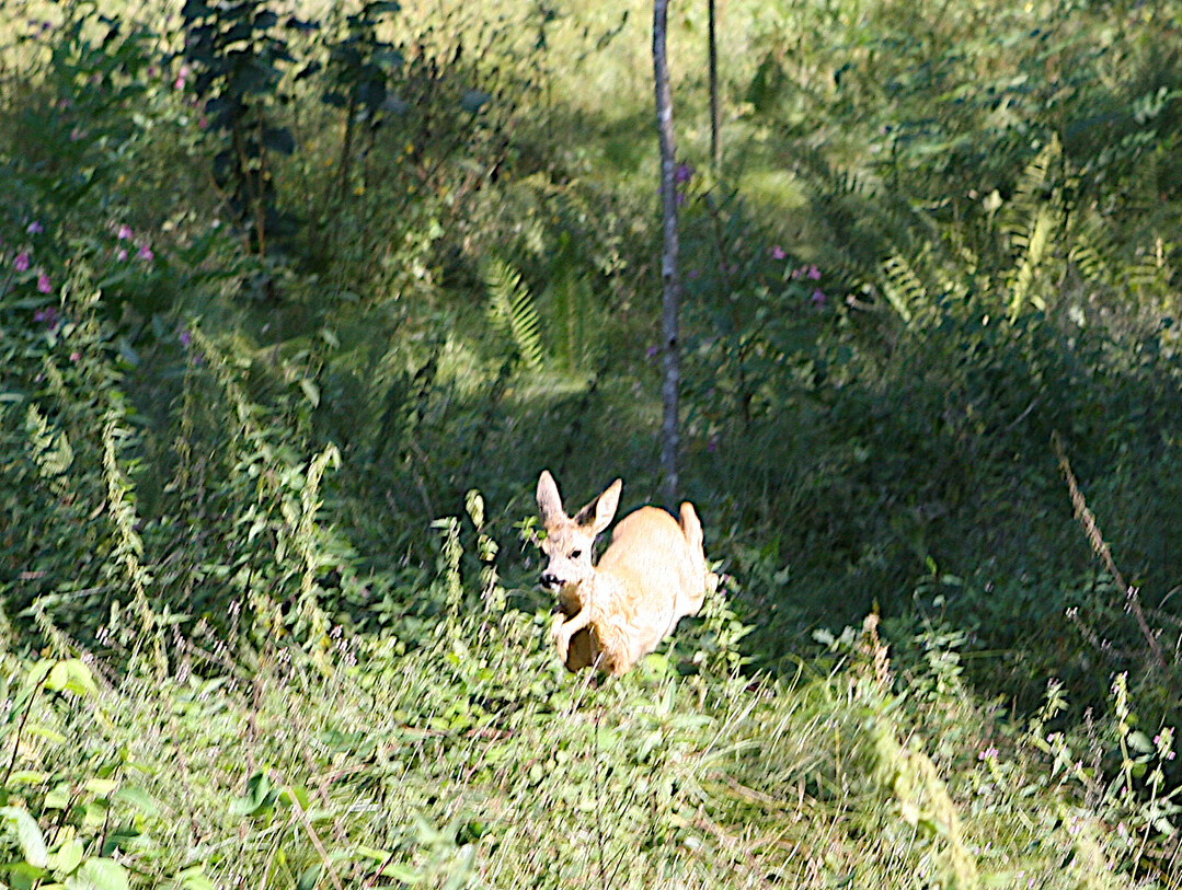 Im Wildtierportal Baden-W�rttemberg werden die Lebensweise, Bestandssituation und Verbreitung von �ber 45 Wildtierarten ausf�hrlich beschrieben.   