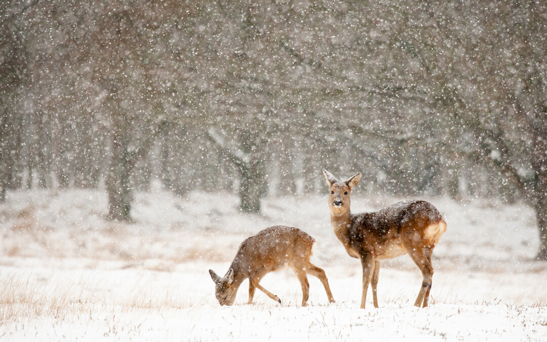 Wildtiere finden in der WInterzeit nur wenig Futter.