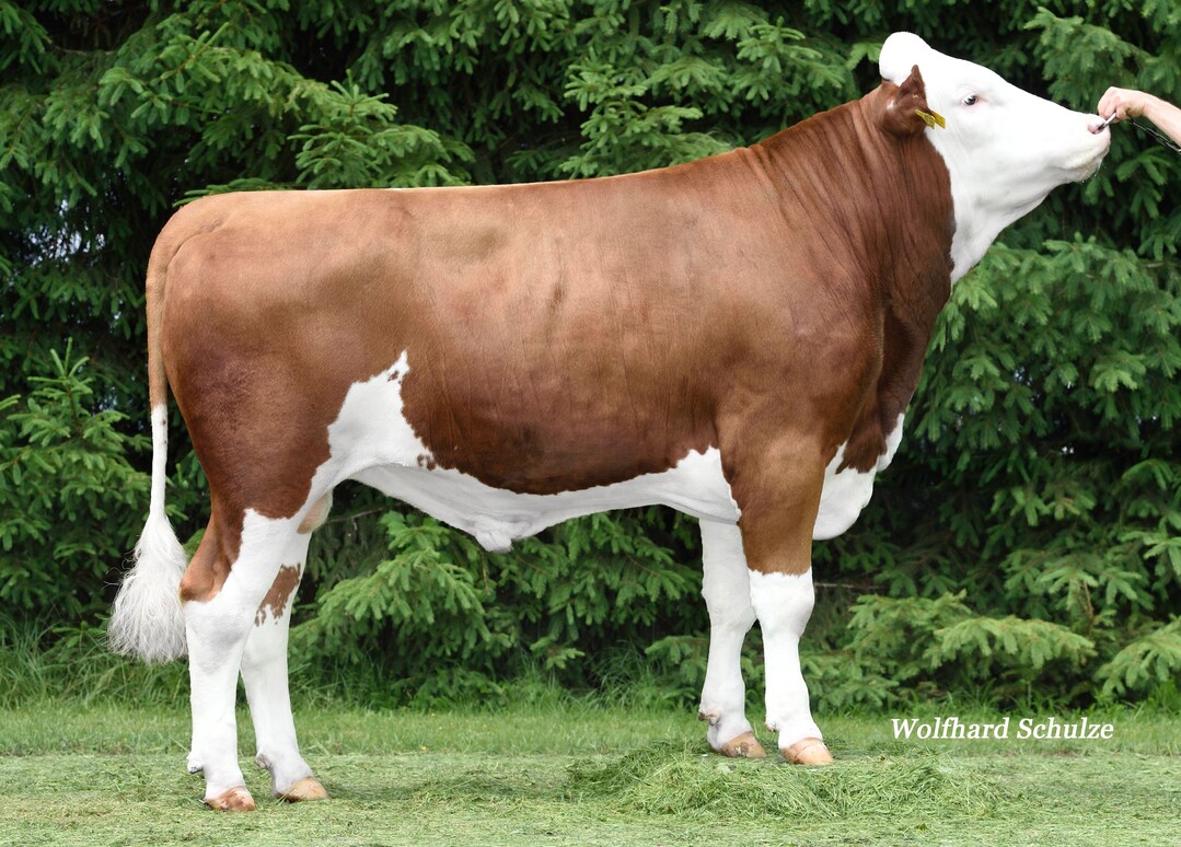 Remo ist als Remmel-Sohn aus einer Pepsi-Mutter eine echte Blutalternative und kann als Exterieurverbesserer verwendet werden.