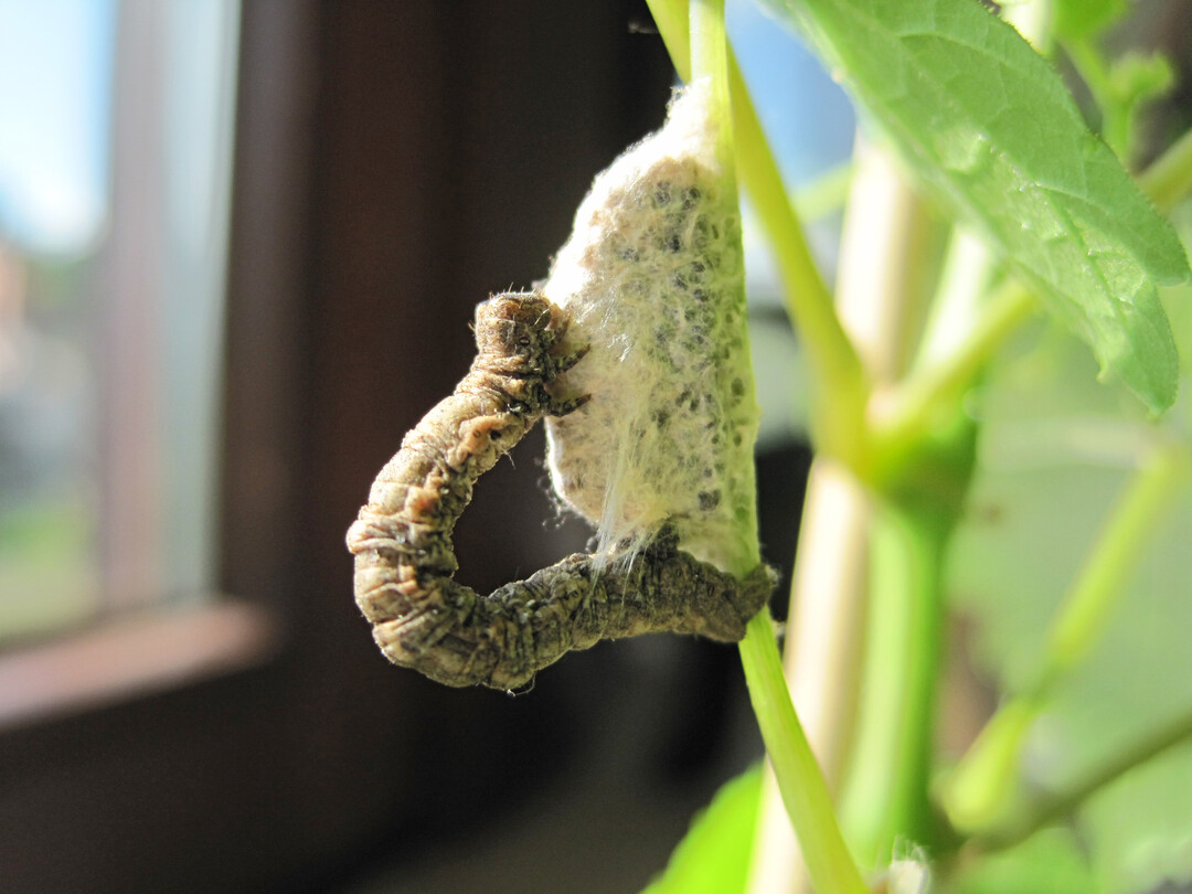  Der Rhombenspanner z�hlt zu den Austriebssch�dlingen und kann Knospensch�den verursachen. 
