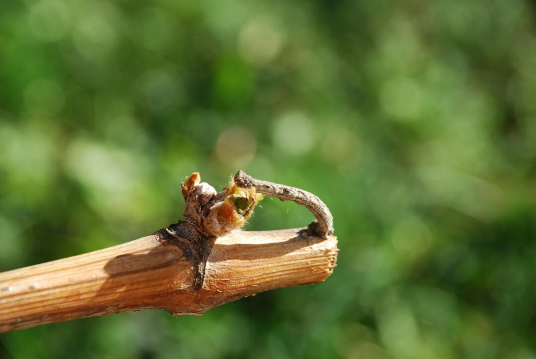 Der Austrieb lockt Schädlinge wie den Rhombenspanner an.