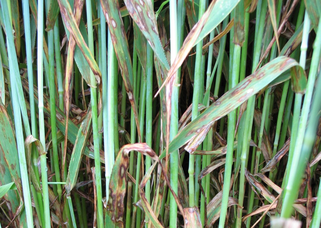 Rhynchosporium-Blattflecken an Gerste