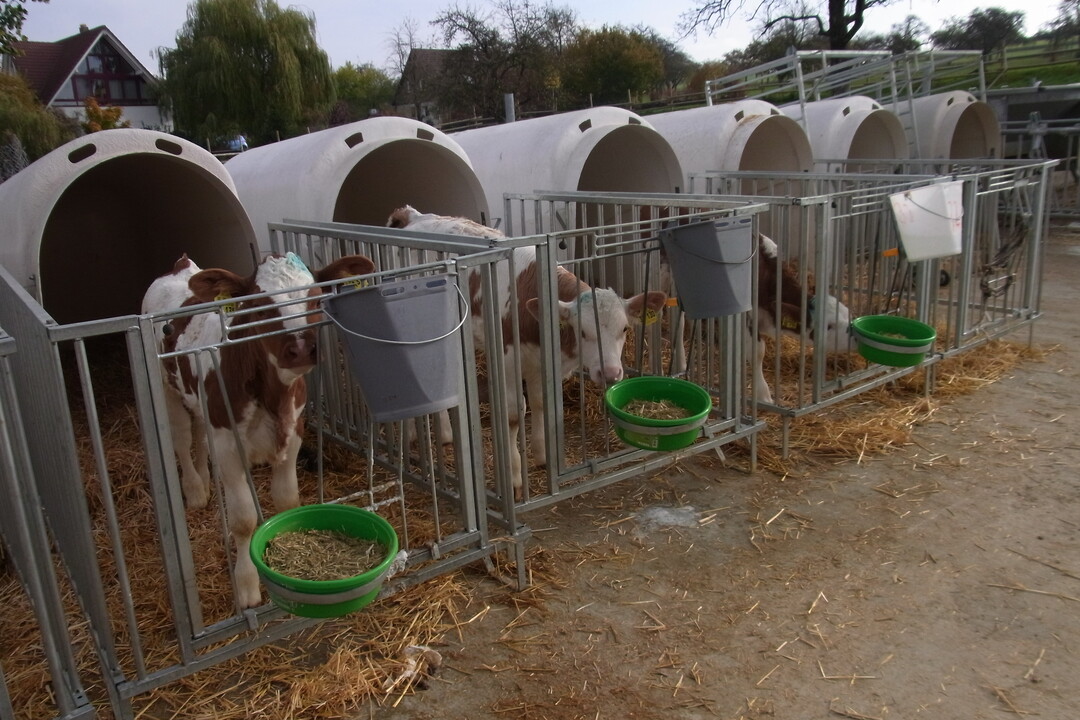Vom ersten bis zum vierzehnten Lebenstag wachsen die Fleckviehkälber von Albert und Peter Werner in Einzeliglus auf. Danach wechseln sie ein Großraumiglu mit Weidegang.