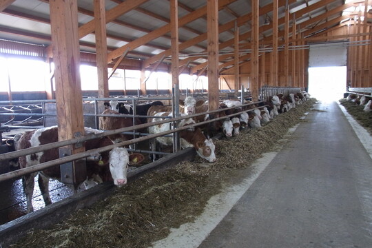 100 Fleckviehkühe plus Nachzucht stehen in dem vor drei Jahren fertig gestellten Boxenlaufstall, bei dem Vater und Sohn viel Wert auf Tierkomfort legten.