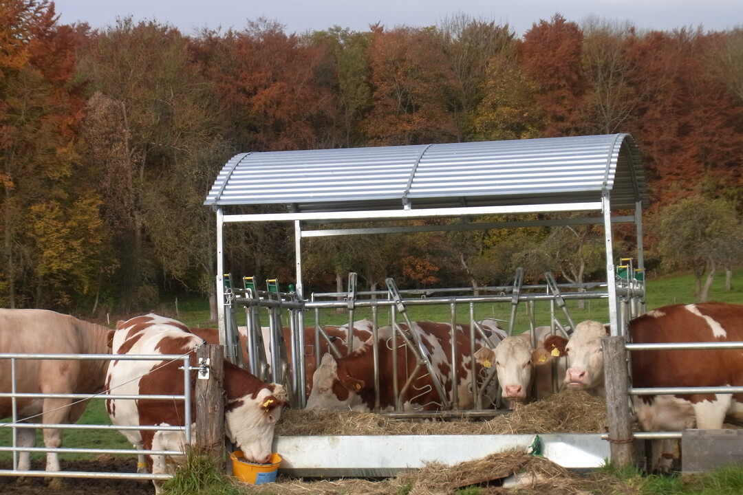 Die trockenstehenden Kühe gehen von April bis Ende November auf eine an den Aussiedlerbetrieb angrenzende, fünf Hektar große Weide mit Wasserzugang und Raufutterraufe. Die Kühe bleiben auch nachts draußen.