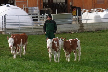 Herumtollen und spielen: Auf der 0,25 Hektar gro�en Weide k�nnen sich die weiblichen Aufzuchtk�lber von Albert und Peter Werner auf dem ausgesiedelten Betrieb in R�merstein-Strohweiler austoben.