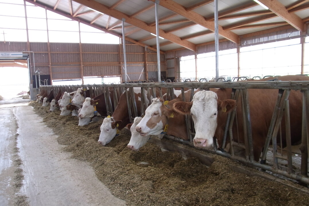 Der überwiegende Teil der Milchkühe steht inzwischen in einem Boxenlaufstall. Die Zahl der Anbindehaltungen ist in den vergangenen zehn Jahren um 62 Prozent zurückgegangen.