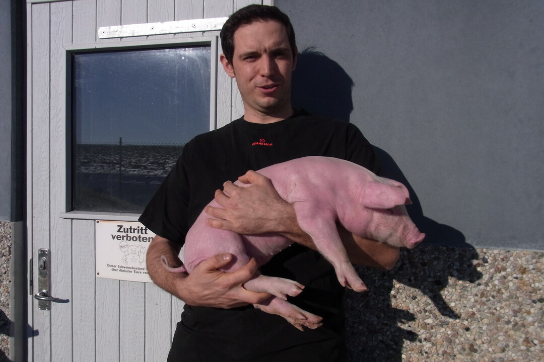 "So sollte ein Ferkelschwanz aussehen. Rosafarben, gut durchblutet und ohne Nekrosen", erl�utert Ferkelerzeuger Martin Stodal. Derzeit testet der Landwirt m�gliche genetische Einfl�sse auf das Schwanzbei�en. 