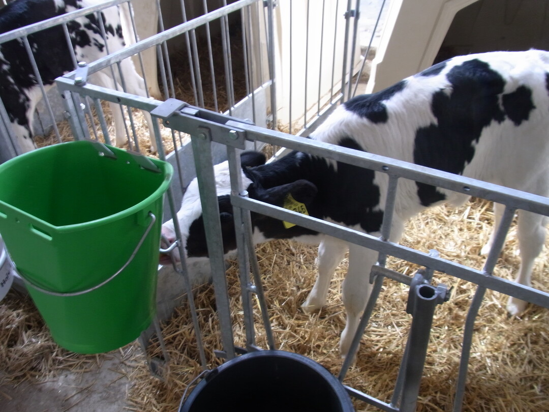 Um gesund ins Leben zu starten, m�ssen K�lber ausreichend getr�nkt werden. Eine restriktive Versorgung der Jungtiere kann ansonsten das Krankheitsrisiko erh�hen. <br>