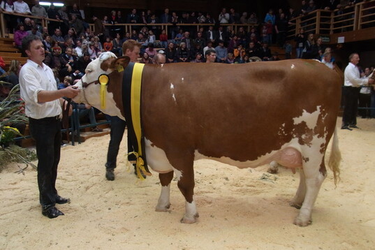 Miss Oberschwaben: Die vierj�hrige Goldrose (V: Mabax) aus der Zucht von Alois M�ller aus Bad Waldsee-Atzenreute entschied den Cup auf dem ersten Oberschw�bischen Fleckviehtag f�r sich. 