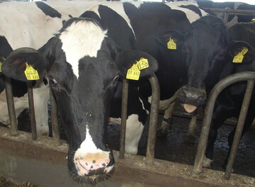 2016 blieben die Exporte von deutschen Rindern nahezu unverändert auf dem Niveau des Vorjahres.