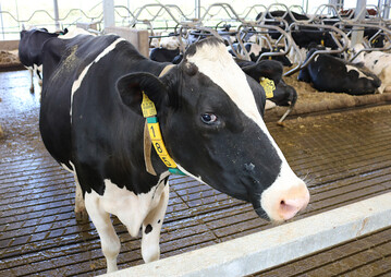 Rinderreport: Nach dem sehr guten Wirtschaftsjahr 2017/2018 haben sich die Ergebnisse 2018/19 wieder etwas verschlechtert.